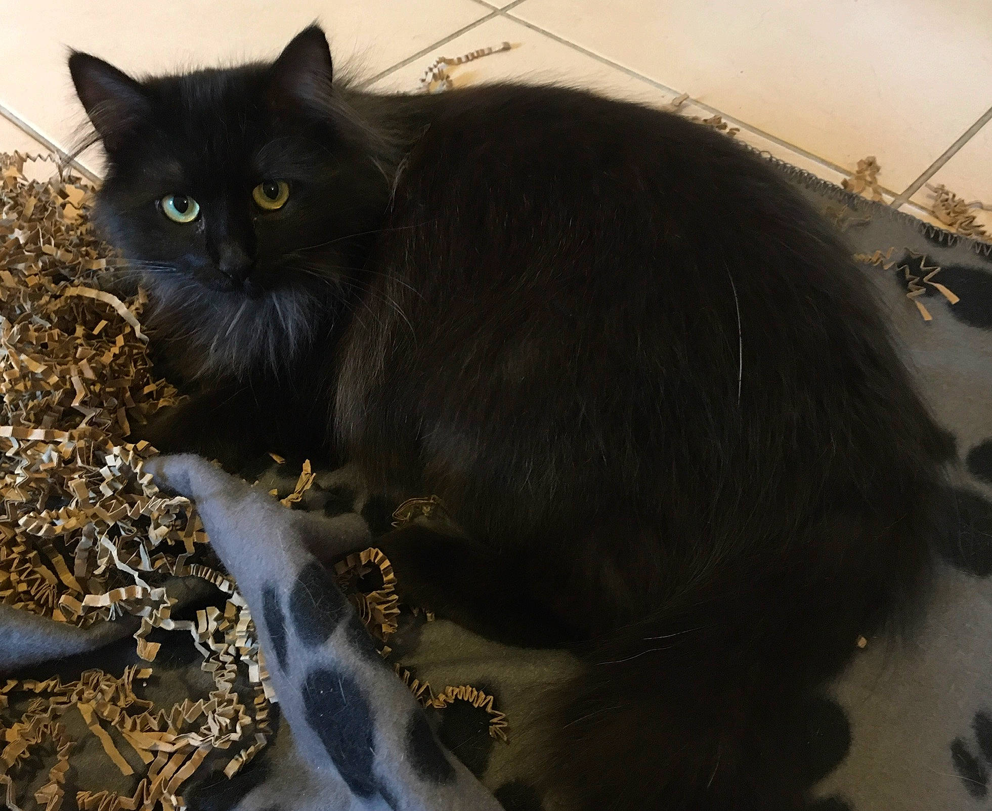 Lily a rejoint le concours — aidez-le/la à gagner de superbes lots ! black_cat, carnivore, cat, domestic_short_haired_cat, felidae, fur, grass, grey, small_to_medium_sized_cats, snout, soil, tail, terrestrial_animal, whiskers