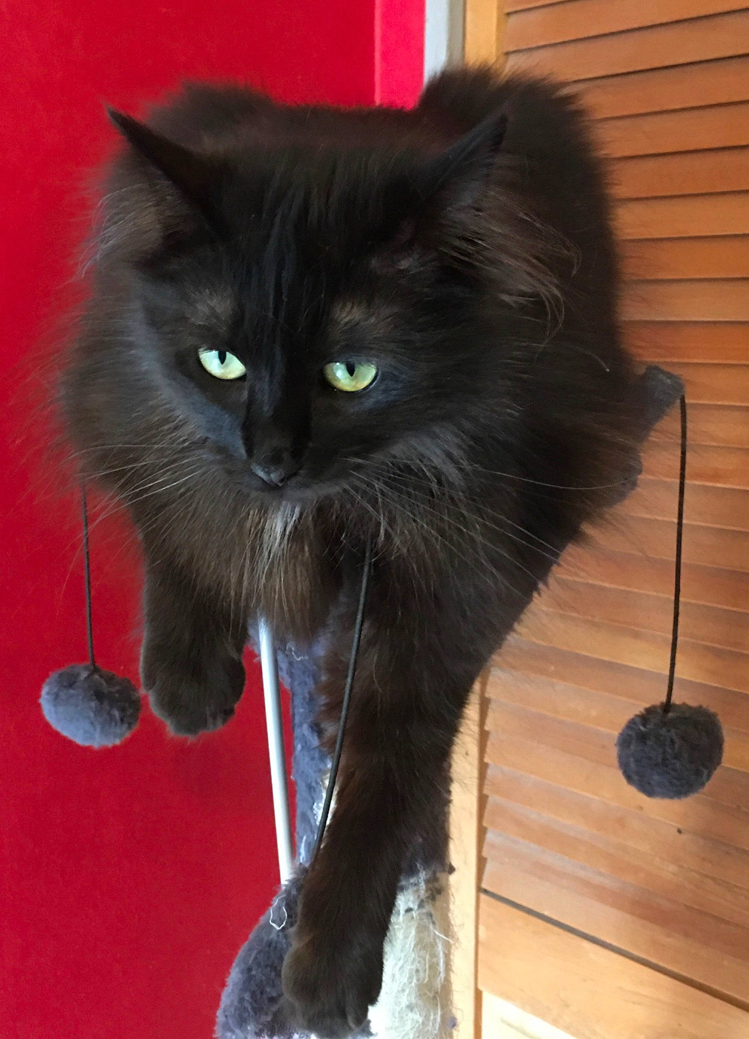 Lily a rejoint le concours — aidez-le/la à gagner de superbes lots ! black_cat, bombay, carnivore, cat, cat_supply, claw, domestic_short_haired_cat, felidae, foot, fur, hardwood, paw, sitting, small_to_medium_sized_cats, snout, tail, terrestrial_animal, varnish, whiskers, wood