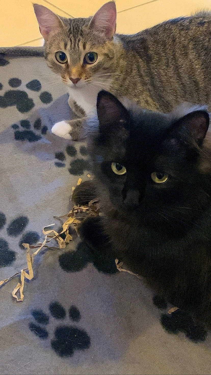 Lily participe au concours pour gagner de l'argent avec cette photo : black_cat, bombay, carnivore, cat, domestic_short_haired_cat, felidae, fur, organism, paw, small_to_medium_sized_cats, snout, tail, terrestrial_animal, whiskers, window