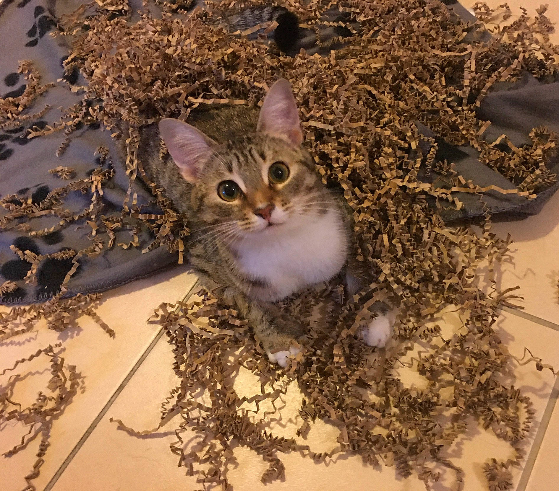 Calie participe au concours pour gagner de l'argent avec cette photo : carnivore, cat, domestic_short_haired_cat, eye, fawn, felidae, freezing, fur, grass, houseplant, plant, small_to_medium_sized_cats, snout, tail, terrestrial_animal, tree, twig, whiskers, wildlife, winter