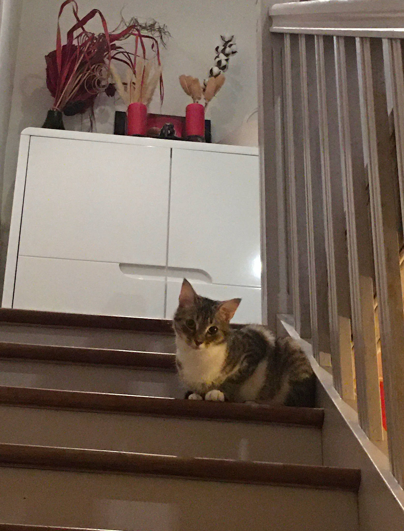 Calie participe au concours pour gagner de l'argent avec cette photo : cabinetry, carnivore, cat, domestic_short_haired_cat, felidae, flooring, grey, hardwood, interior_design, metal, pet_supply, plant, rectangle, room, shelf, shelving, small_to_medium_sized_cats, tail, whiskers, wood