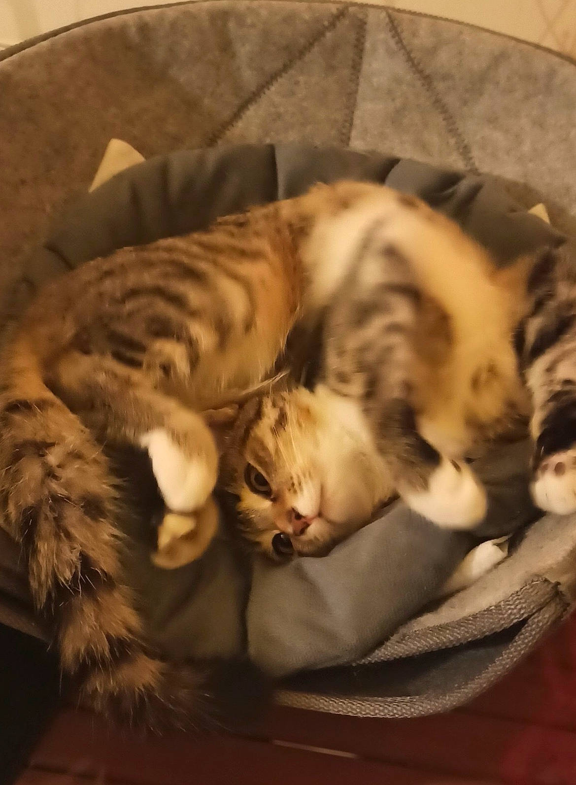 Calie participe au concours pour gagner de l'argent avec cette photo : carnivore, cat, cat_bed, cat_supply, comfort, companion_dog, domestic_short_haired_cat, felidae, fur, grey, hardwood, mammal, nap, paw, room, small_to_medium_sized_cats, tail, vertebrate, whiskers, wood