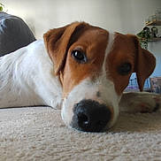 Sparrow participe au concours pour gagner de l'argent avec cette photo : animal, brown, canine, carpet, chair, close_up, couch, dog, domestic, floor, fur, head, indoors, living_room, pet, plant, relaxed, resting, snout, white