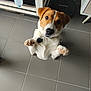 animal, begging, collar, companion, curious, cute, dog, domestic, floor, friendly, household, indoor, looking_up, paws_up, pet, playful, small_dog, tile_floor, water_bottle, white_and_brown