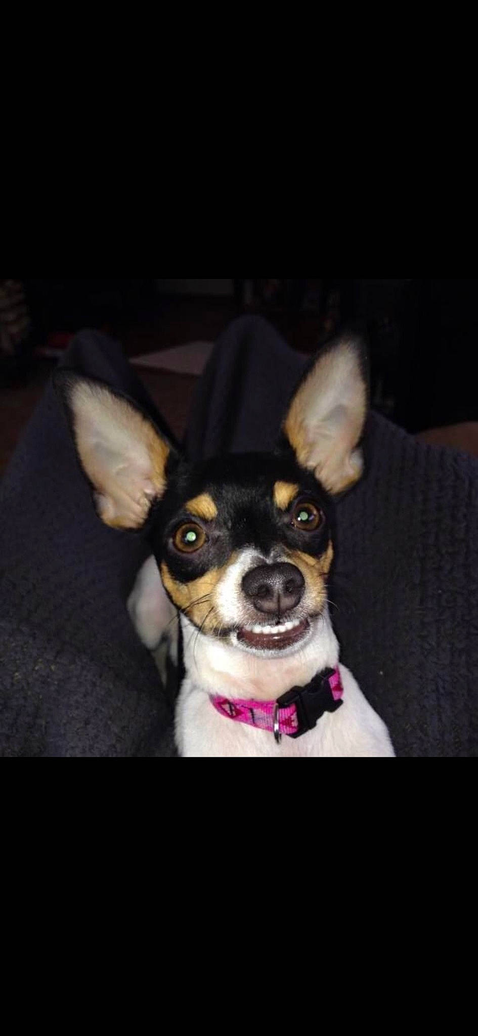 Minnie is registered to the contest to win money with this photo: canidae, carnivore, collar, companion_dog, corgi_chihuahua, dog, dog_breed, dog_collar, dog_supply, ear, fashion_accessory, fawn, fur, non_sporting_group, snout, toy_dog, whiskers, working_animal