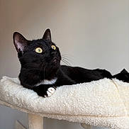 Gizmo participe au concours pour gagner de l'argent avec cette photo : cat, black_cat, yellow_eyes, cat_tree, fluffy, indoor, pet, animal, whiskers, paw, feline, curious, relaxed, soft_texture, cute, domestic_cat, resting, looking_up, close_up, fur