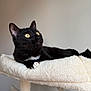 cat, black_cat, yellow_eyes, cat_tree, fluffy, indoor, pet, animal, whiskers, paw, feline, curious, relaxed, soft_texture, cute, domestic_cat, resting, looking_up, close_up, fur