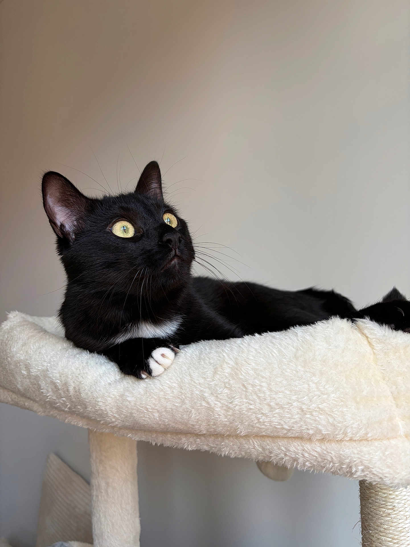 Gizmo participe au concours pour gagner de l'argent avec cette photo : cat, black_cat, yellow_eyes, cat_tree, fluffy, indoor, pet, animal, whiskers, paw, feline, curious, relaxed, soft_texture, cute, domestic_cat, resting, looking_up, close_up, fur