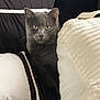 Bubba is registered to the contest to win money with this photo: cat, gray_cat, cushion, pillow, indoor, pet, animal, feline, resting, cozy, black_cushion, white_cushion, fur, whiskers, ears, eyes, portrait, closeup, laying, comfortable