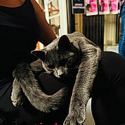 Bubba joined the competition — help win amazing prizes! cat, gray_cat, pet, animal, indoor, person, lap, feline, paw, relaxed, fur, black_clothing, blurred_background, poster, casual, human, legs, stretching, resting, cozy