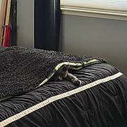 Mr. Man is registered to the contest to win money with this photo: cat, blanket, bed, black_bedspread, gray_cat, paw, stretching, window, curtain, indoor, cozy, nap, feline, resting, soft_light, quiet, peaceful, bedroom, home, comfort