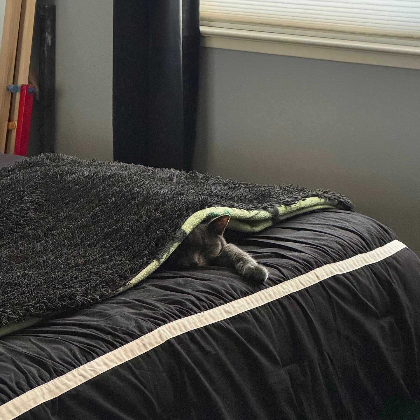 Mr. Man is registered to the contest to win money with this photo: cat, blanket, bed, black_bedspread, gray_cat, paw, stretching, window, curtain, indoor, cozy, nap, feline, resting, soft_light, quiet, peaceful, bedroom, home, comfort