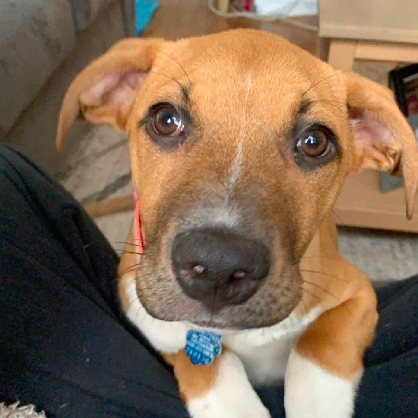 Bella joined the competition — help win amazing prizes! canidae, carnivore, collar, companion_dog, dog, dog_breed, dog_collar, dog_supply, ear, fawn, fur, non_sporting_group, pet_supply, snout, sporting_group, whiskers, working_animal