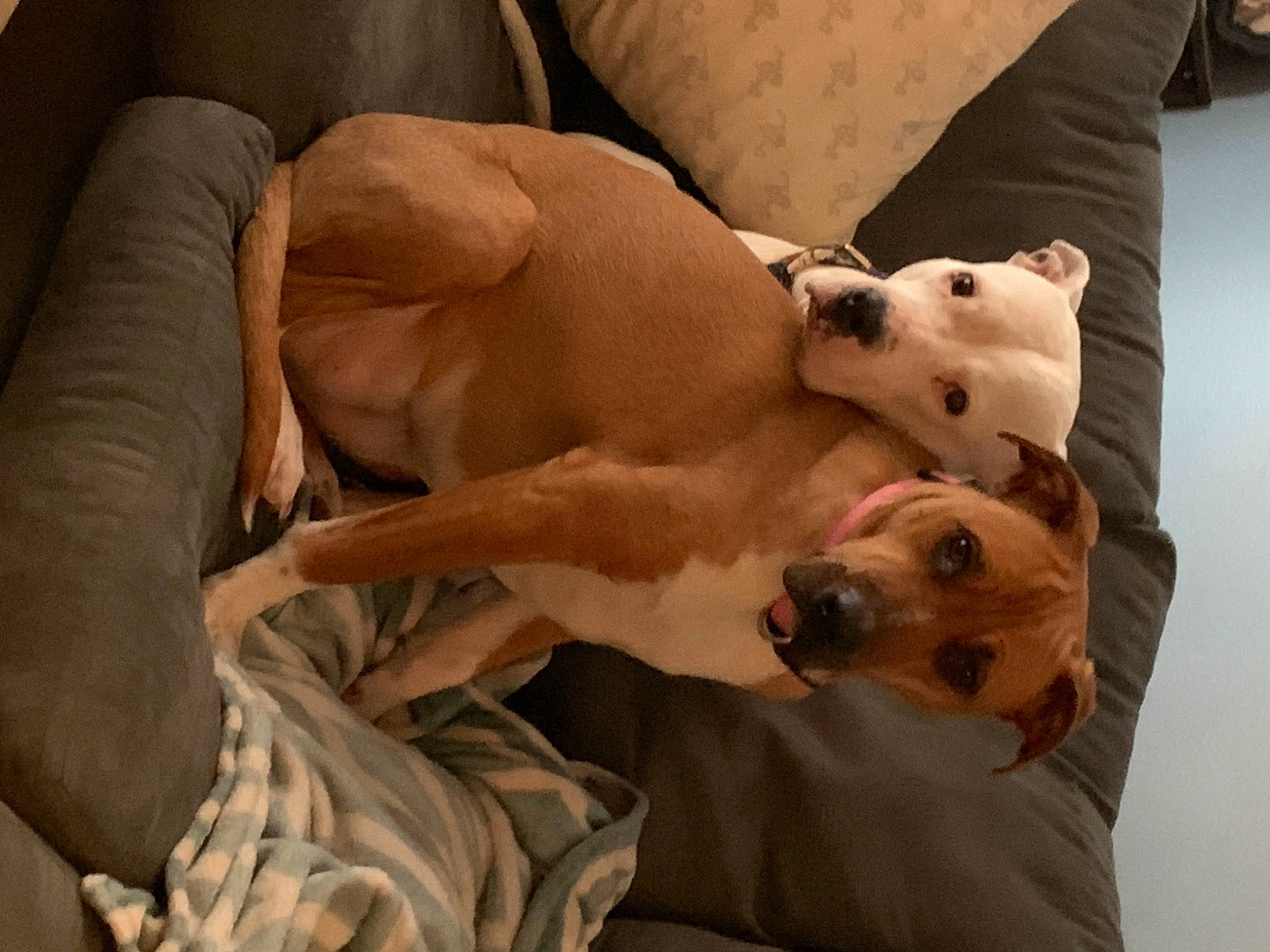 Bella joined the competition — help win amazing prizes! canidae, carnivore, collar, comfort, companion_dog, couch, dog, dog_breed, dog_supply, fawn, fur, guard_dog, non_sporting_group, paw, pillow, snout, sporting_group, terrestrial_animal, whiskers, working_animal