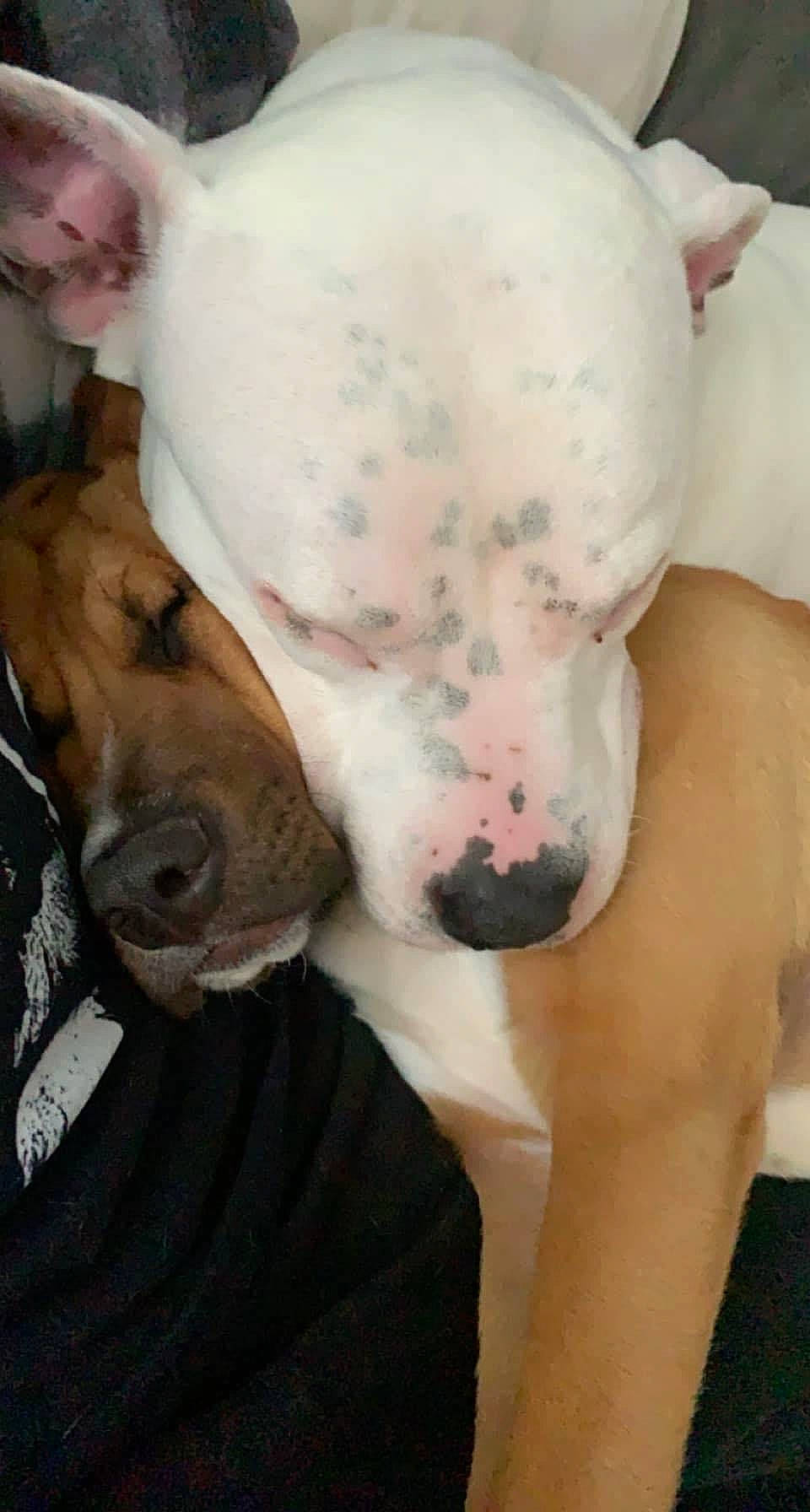 Bella joined the competition — help win amazing prizes! canidae, carnivore, collar, companion_dog, dobermann, dog, dog_breed, dog_collar, dog_supply, fawn, fur, jaw, paw, pet_supply, snout, sporting_group, terrestrial_animal, whiskers, white, working_animal