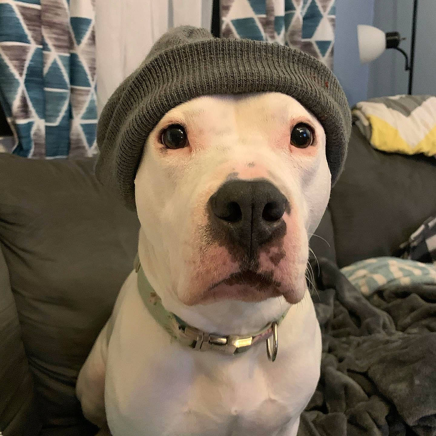 Ivory joined the competition — help win amazing prizes! canidae, carnivore, collar, comfort, companion_dog, couch, dog, dog_breed, dog_collar, fashion_accessory, fawn, fedora, fur, jaw, selfie, smile, snout, sporting_group, whiskers, working_animal