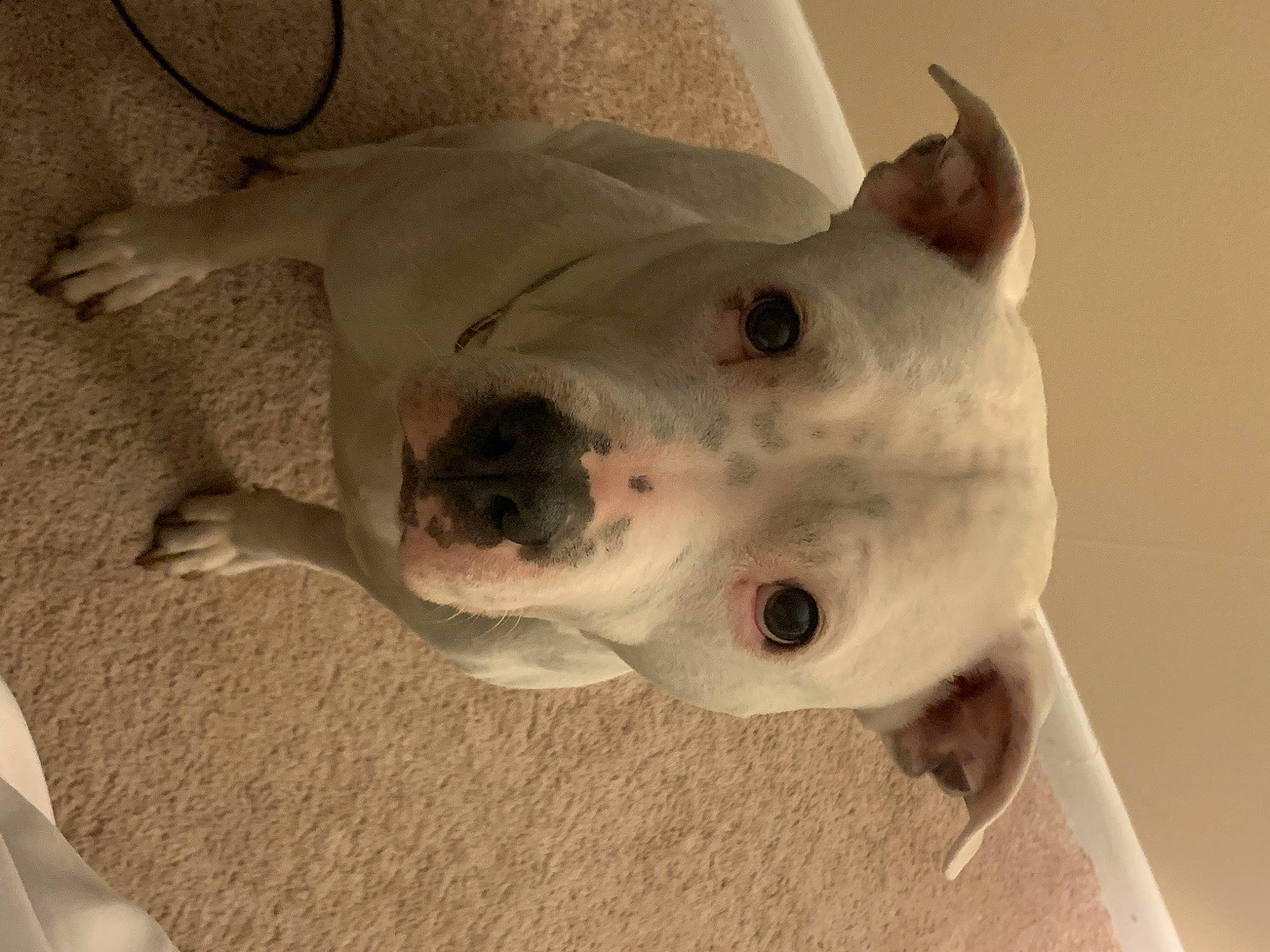 Ivory joined the competition — help win amazing prizes! canidae, carnivore, companion_dog, dog, dog_breed, ear, fawn, non_sporting_group, snout, sporting_group, tail, terrestrial_animal, whiskers, working_animal