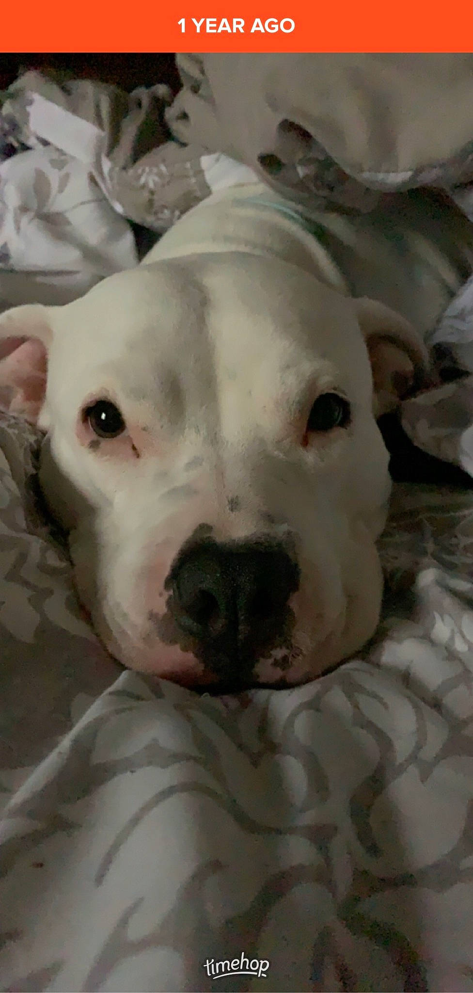 Ivory is registered to the contest to win money with this photo: boxer, canidae, carnivore, close_up, companion_dog, dog, dog_breed, fang, fawn, jaw, mammal, monochrome_photography, no_expression, non_sporting_group, snout, sporting_group, terrestrial_animal, whiskers, wildlife, working_animal