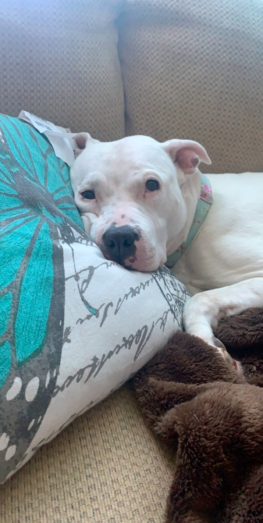 Ivory is registered to the contest to win money with this photo: bedding, canidae, carnivore, comfort, companion_dog, couch, dog, dog_breed, dog_supply, dogo_argentino, fawn, grey, linens, pattern, snout, sporting_group, terrestrial_animal, toy_dog, whiskers, working_animal