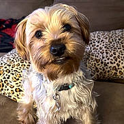 Scooter joined the competition — help win amazing prizes! dog, small_dog, fluffy_fur, brown_fur, pet, domestic_animal, couch, indoor, leopard_print, pillow, curious, looking_at_camera, sitting, furniture, home, cute, animal, companion, collar, friendly