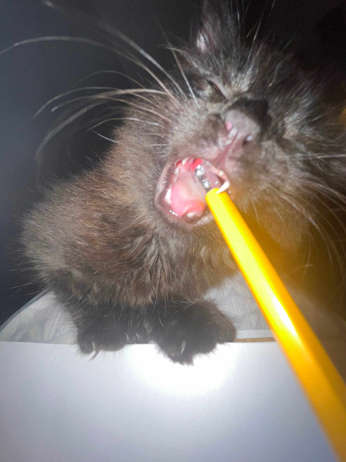 Salt joined the competition — help win amazing prizes! kitten, black_cat, paw, whiskers, mouth, teeth, yellow_pencil, close_up, indoor, pet, animal, fur, claw, playful, cute, feline, young_cat, biting, tongue, dark_background