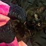Salt is registered to the contest to win money with this photo: kitten, black_cat, yellow_eyes, blanket, soft_texture, cozy, pet, fur, whiskers, indoor, cute, curious, close_up, animal, feline, resting, dark_background, pink, black, sleepy