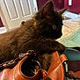 Salt joined the competition — help win amazing prizes! kitten, cat, black_cat, leather_bag, indoor, pet, fur, curious, furniture, door, wall, house, animal, closeup, soft_light, domestic, young_cat, whiskers, ears, bedspread