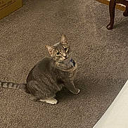 Chase joined the competition — help win amazing prizes! cat, tabby, pet, indoor, carpet, collar, animal, feline, curious, sitting, floor, box, furniture, brown, striped, whiskers, ears, tail, looking_up, domestic