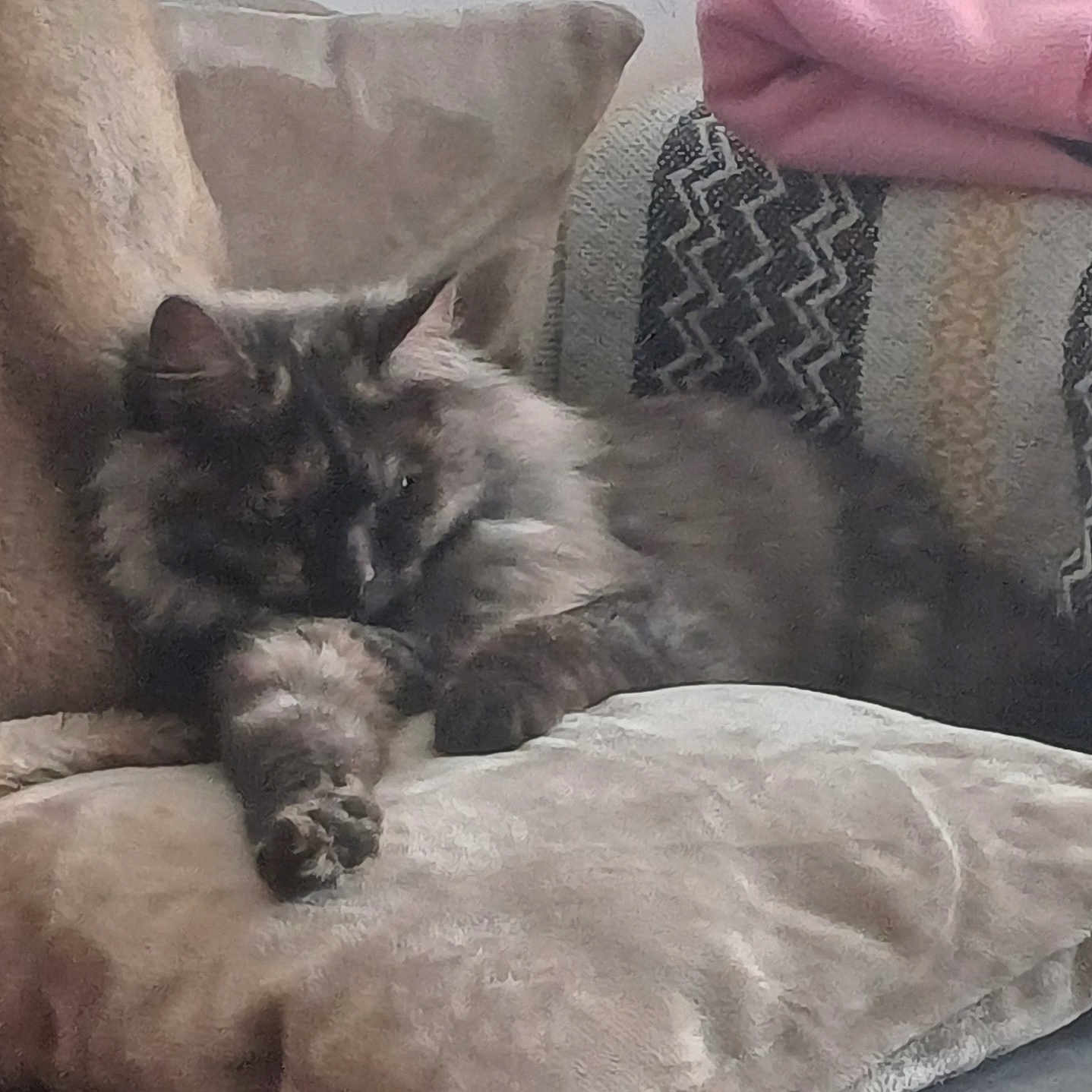 Plume a rejoint le concours — aidez-le/la à gagner de superbes lots ! angora, animal, armchair, bed, blanket, cat, chair, couch, cushion, furniture, homedecor, indoors, kitten, linen, manx, person, pet, pillow, siamese, sleeping