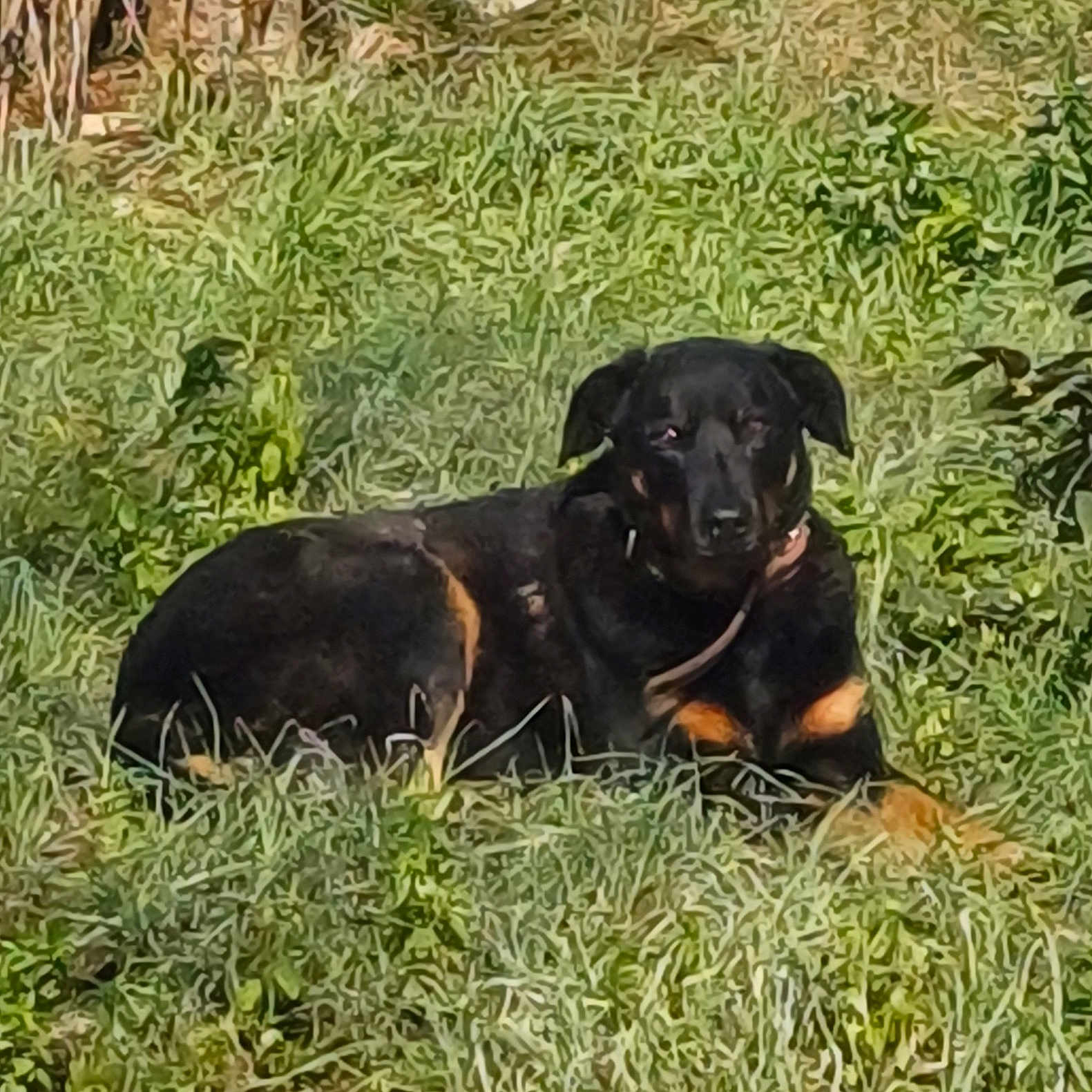 Pink a rejoint le concours — aidez-le/la à gagner de superbes lots ! animal, bear, canine, dog, field, germanshepherd, grass, grassland, green, herbal, herbs, hound, labradorretriever, nature, outdoors, pet, plant, puppy, tree, vegetation