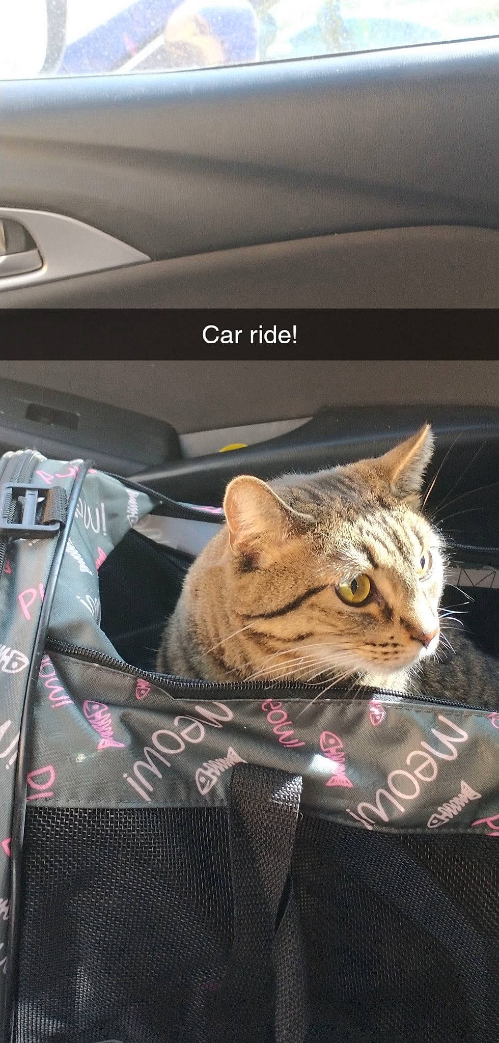 Jolyne Joestar is registered to the contest to win money with this photo: auto_part, automotive_design, automotive_exterior, automotive_lighting, automotive_mirror, carnivore, cat, comfort, domestic_short_haired_cat, felidae, fender, fur, motor_vehicle, personal_luxury_car, photo_caption, small_to_medium_sized_cats, snout, vehicle_door, whiskers, windshield