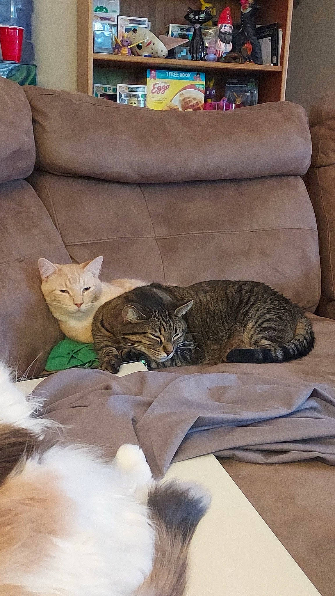 Jolyne Joestar joined the competition — help win amazing prizes! bedding, carnivore, cat, comfort, couch, fawn, felidae, floor, flooring, furniture, grey, interior_design, linens, living_room, picture_frame, small_to_medium_sized_cats, tail, vertebrate, whiskers, wood