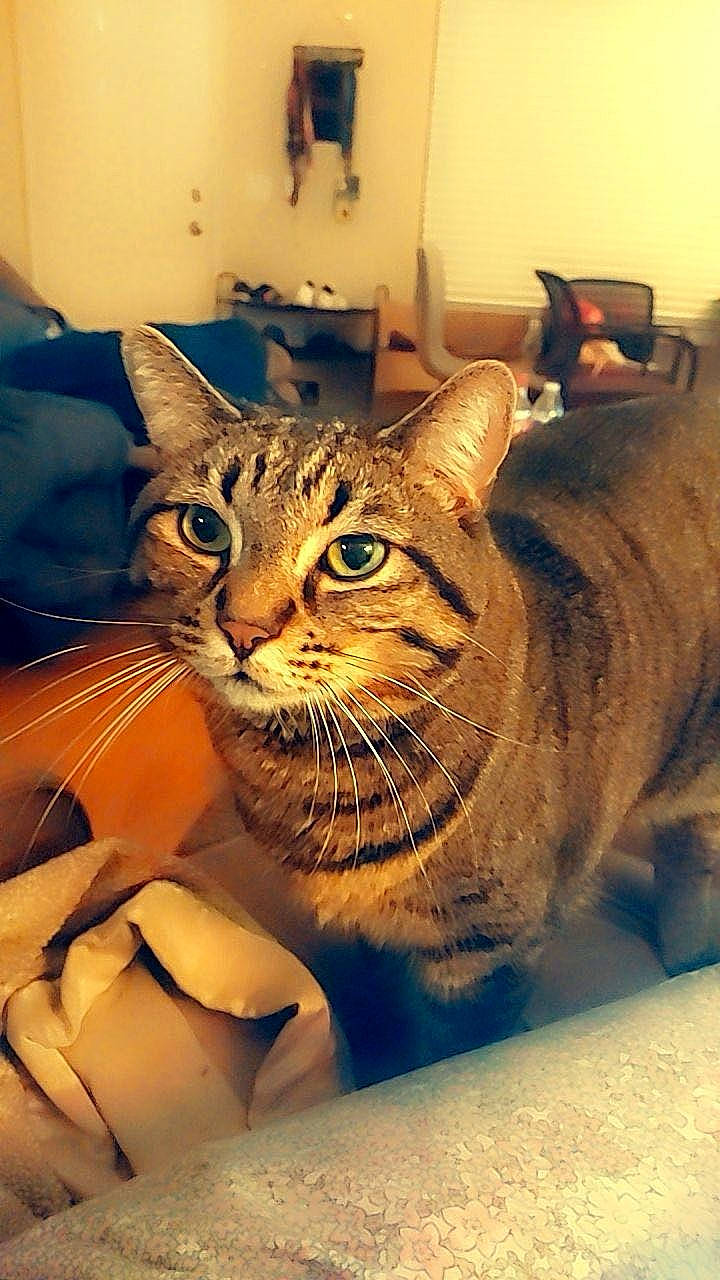 Jolyne Joestar joined the competition — help win amazing prizes! carnivore, cat, domestic_short_haired_cat, door, felidae, fur, paper_bag, small_to_medium_sized_cats, snout, terrestrial_animal, whiskers, window