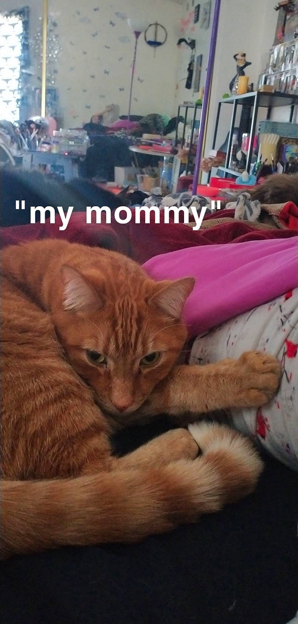 Dio Brando joined the competition — help win amazing prizes! art, carnivore, cat, chair, claw, comfort, domestic_short_haired_cat, fawn, felidae, fur, paw, photo_caption, sitting, small_to_medium_sized_cats, snout, tail, terrestrial_animal, whiskers, wildlife, wood