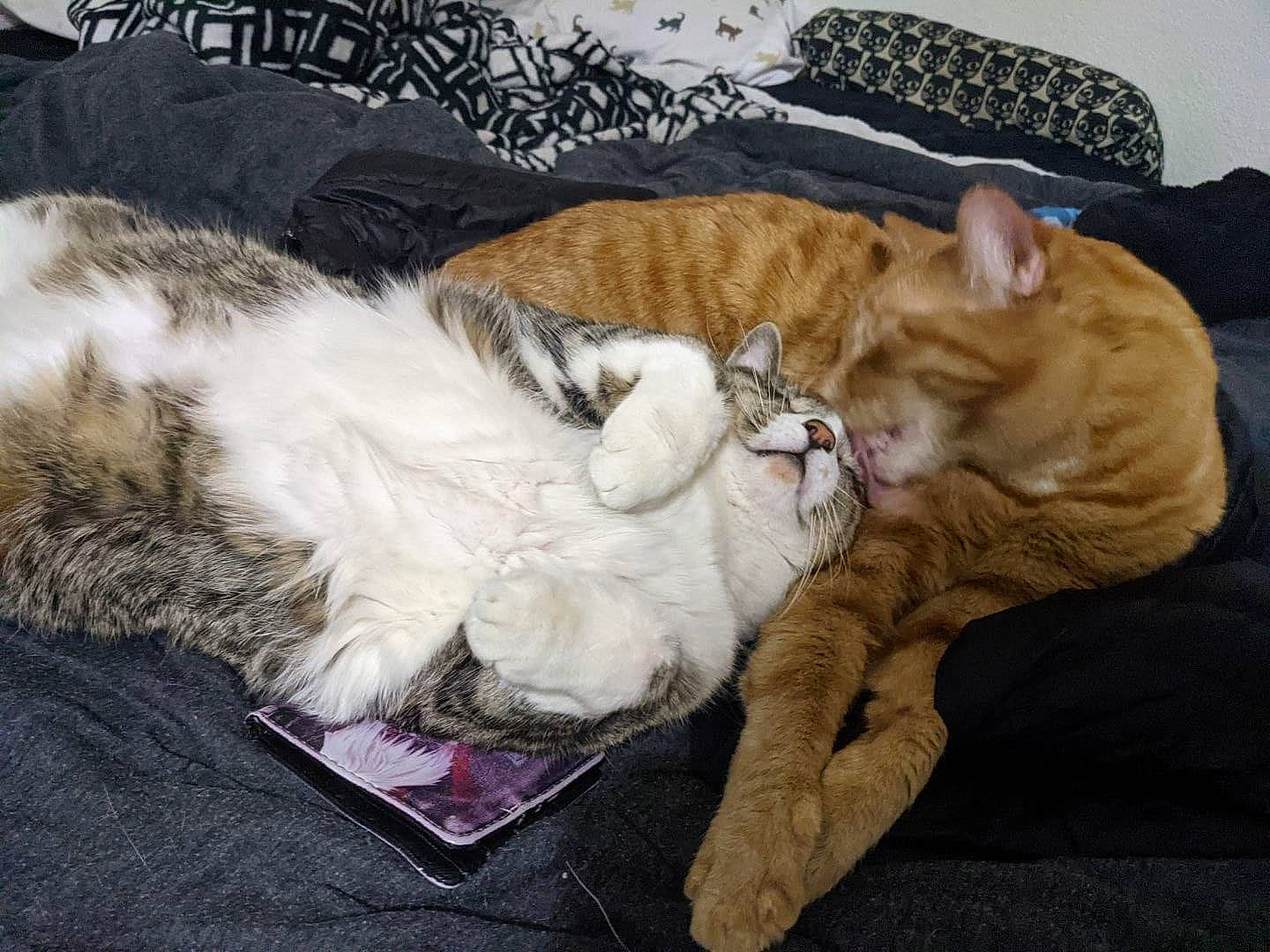 Dio Brando is registered to the contest to win money with this photo: bed, carnivore, cat, claw, comfort, domestic_short_haired_cat, fawn, felidae, fur, lap, linens, mammal, nap, paw, sleep, small_to_medium_sized_cats, tail, toy, vertebrate, whiskers