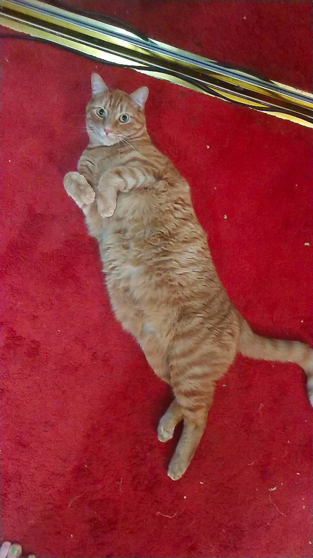 Dio Brando joined the competition — help win amazing prizes! carnivore, cat, claw, domestic_short_haired_cat, fawn, felidae, flooring, foot, fur, hardwood, paw, small_to_medium_sized_cats, tail, terrestrial_animal, whiskers, window, wood