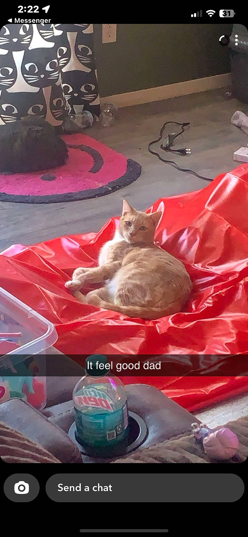 Louie is registered to the contest to win money with this photo: automotive_tire, carnivore, carpet, cat, cat_supply, domestic_short_haired_cat, event, felidae, flooring, font, fur, magenta, paw, photo_caption, pink, red, sitting, small_to_medium_sized_cats, tail, whiskers