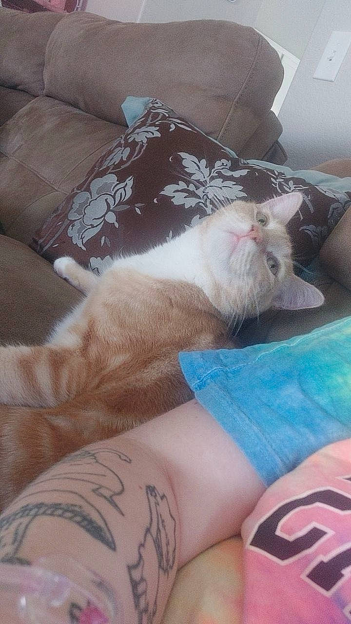 Louie is registered to the contest to win money with this photo: carnivore, cat, comfort, couch, domestic_short_haired_cat, elbow, fawn, felidae, fur, human_leg, lap, linens, living_room, nail, paw, room, small_to_medium_sized_cats, tail, thigh, whiskers