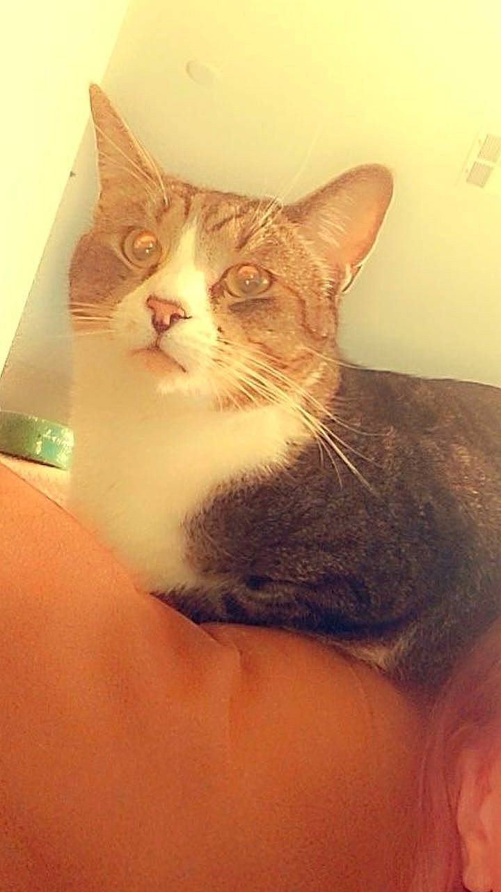 Bobbie Hill is registered to the contest to win money with this photo: carnivore, cat, chest, comfort, domestic_short_haired_cat, ear, eyelash, fawn, felidae, fur, gesture, human_leg, iris, moustache, paw, sitting, small_to_medium_sized_cats, tail, whiskers, window