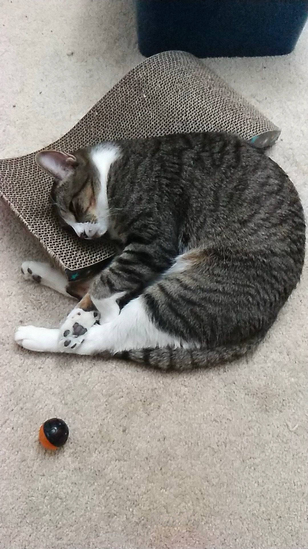 Bobbie Hill is registered to the contest to win money with this photo: carnivore, cat, claw, comfort, domestic_short_haired_cat, felidae, flooring, foot, fur, grey, human_leg, paw, road_surface, sand, sitting, small_to_medium_sized_cats, snout, tail, terrestrial_animal, whiskers