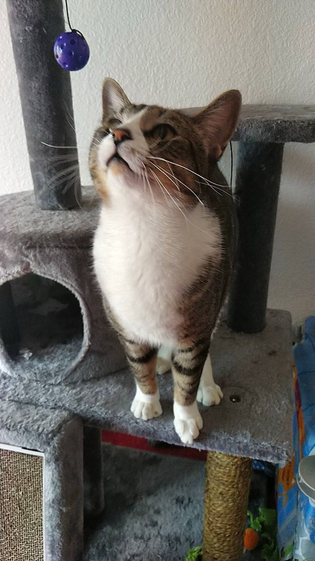 Bobbie Hill is registered to the contest to win money with this photo: carnivore, cat, cat_furniture, cat_supply, domestic_short_haired_cat, felidae, fur, gas, paw, pet_supply, sitting, small_to_medium_sized_cats, snout, tail, whiskers