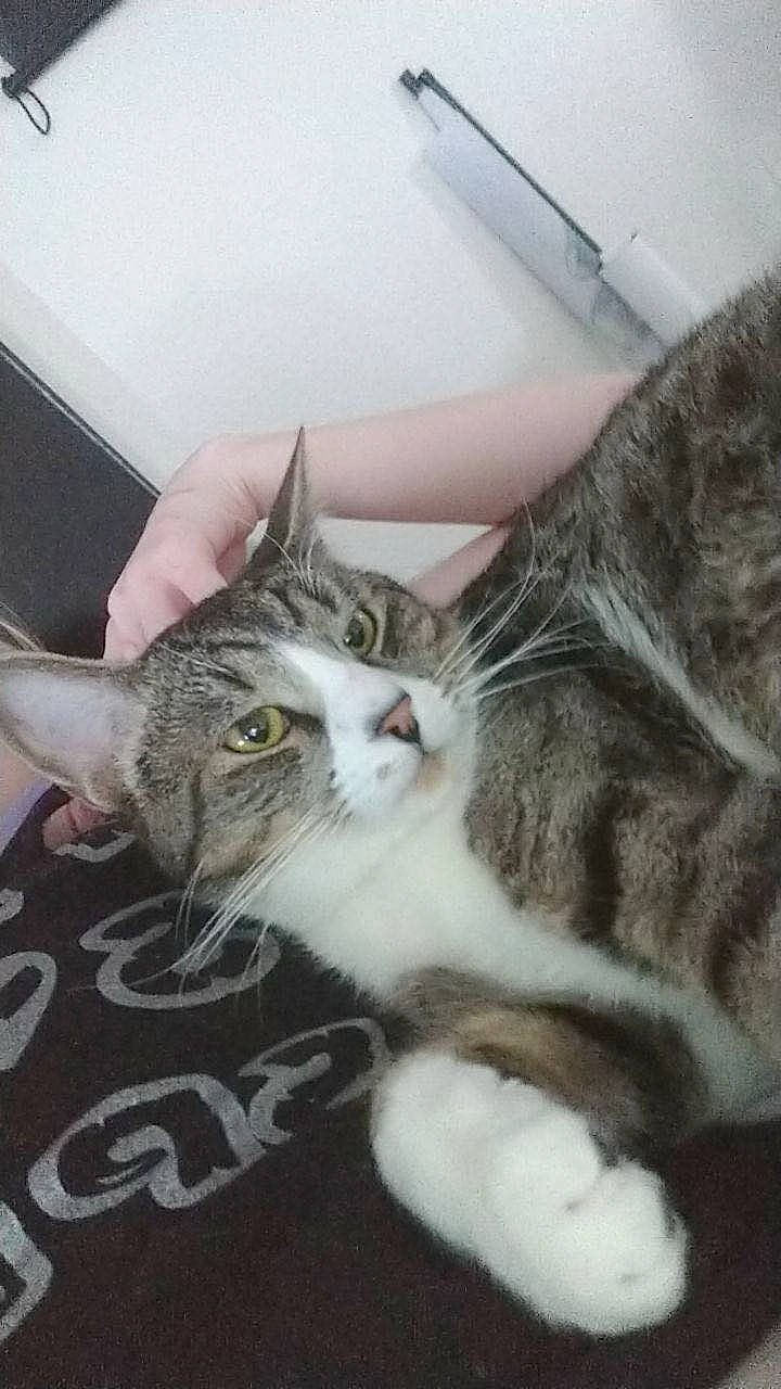 Bobbie Hill is registered to the contest to win money with this photo: carnivore, cat, claw, comfort, domestic_short_haired_cat, ear, felidae, fur, mammal, paw, small_to_medium_sized_cats, snout, tail, vertebrate, whiskers