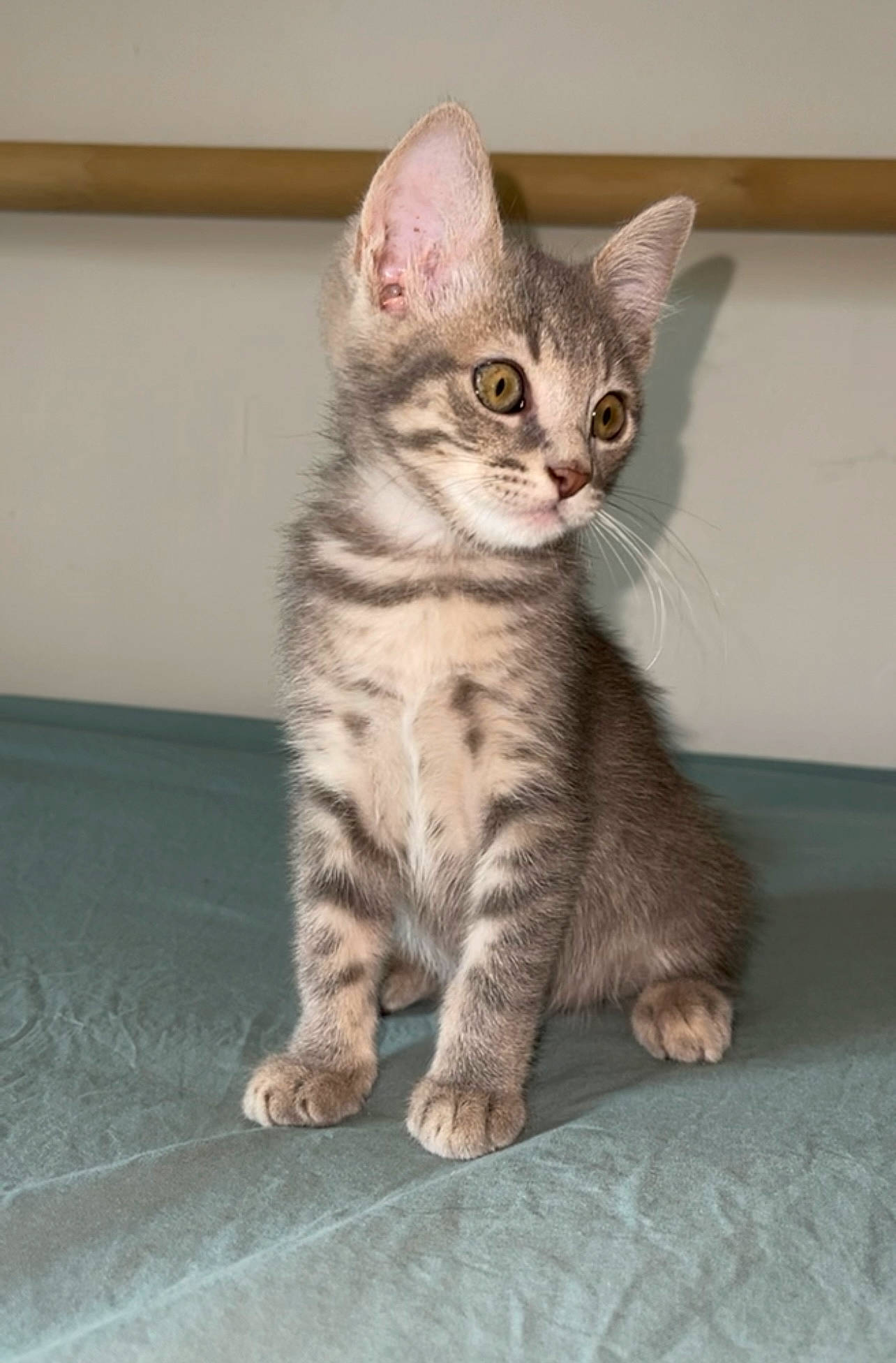 Bianca participe au concours pour gagner de l'argent avec cette photo : carnivore, cat, domestic_short_haired_cat, fawn, felidae, fur, paw, sitting, small_to_medium_sized_cats, snout, tail, terrestrial_animal, whiskers