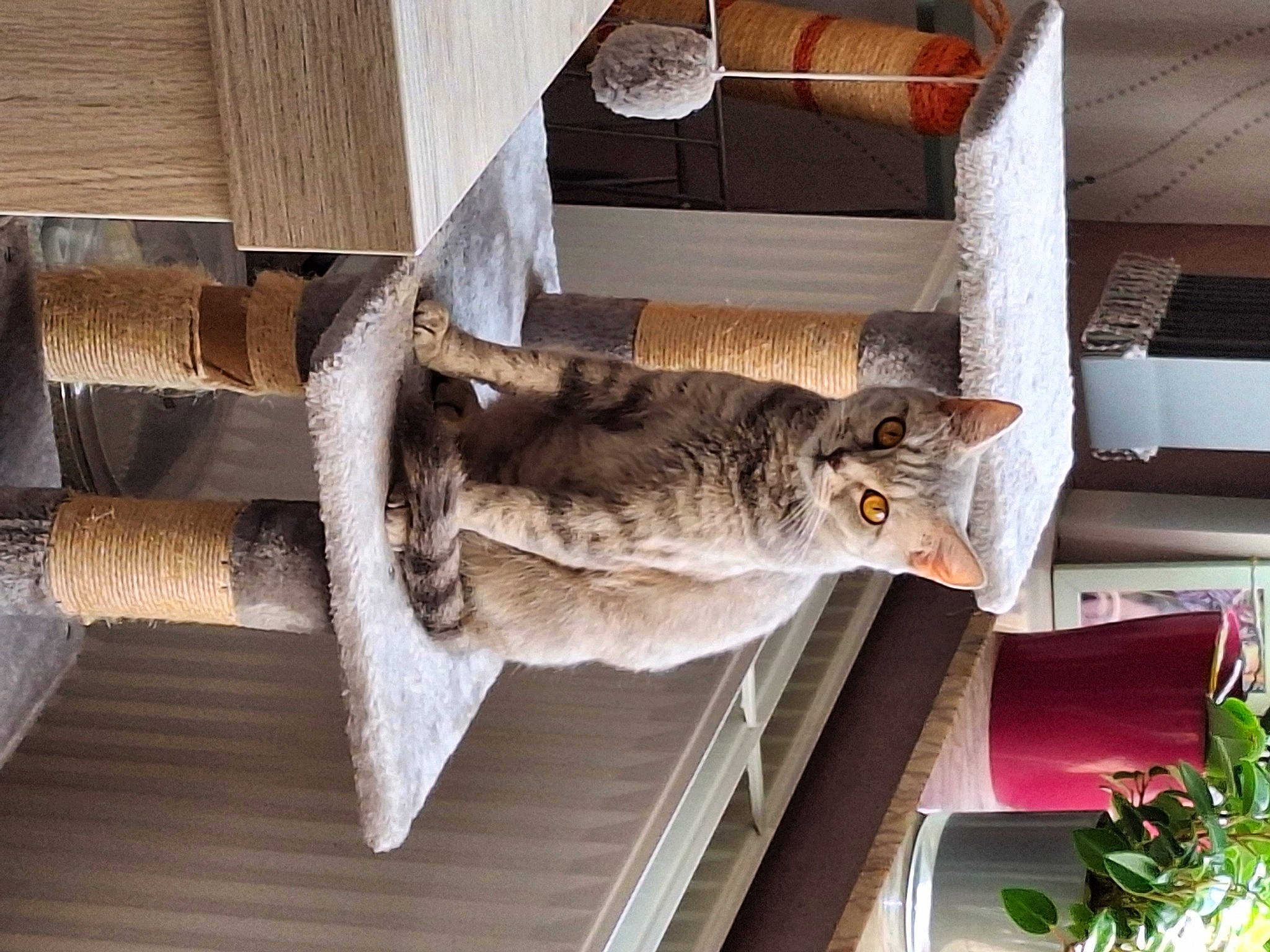 Vanille a rejoint le concours — aidez-le/la à gagner de superbes lots ! carnivore, cat, domestic_short_haired_cat, felidae, fur, hardwood, houseplant, plant, room, shelf, small_to_medium_sized_cats, table, tail, tree, whiskers, window, wood