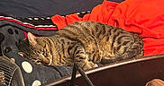 Mamba is registered to the contest to win money with this photo: tabby_cat, cat, bed, blanket, pillow, plush_toy, fan, shoes, boots, indoor, sleeping, resting, furniture, cozy, striped, pet, domestic_animal, relaxation, clutter, fabric