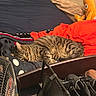 tabby_cat, cat, bed, blanket, pillow, plush_toy, fan, shoes, boots, indoor, sleeping, resting, furniture, cozy, striped, pet, domestic_animal, relaxation, clutter, fabric