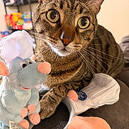 Mamba joined the competition — help win amazing prizes! cat, tabby, wide_eyes, plush_toy, rat, chef_hat, indoor, curious, pet, animal, closeup, soft_toy, brown, striped, whiskers, cute, cozy, furniture, background, playful