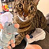 cat, tabby, wide_eyes, plush_toy, rat, chef_hat, indoor, curious, pet, animal, closeup, soft_toy, brown, striped, whiskers, cute, cozy, furniture, background, playful