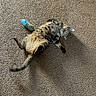 Mamba is registered to the contest to win money with this photo: cat, tabby, carpet, indoor, pet, animal, toy, sock, playful, relaxed, feline, fur, whiskers, tail, cute, lying_down, looking, home, floor, light_shadow