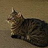 Mamba joined the competition — help win amazing prizes! animal, carpet, cat, close_up, curious, domestic_cat, ears, feline, fur_texture, house_pet, indoor, looking_up, lying_down, mammal, pet, resting, striped_fur, tabby_cat, tail, whiskers